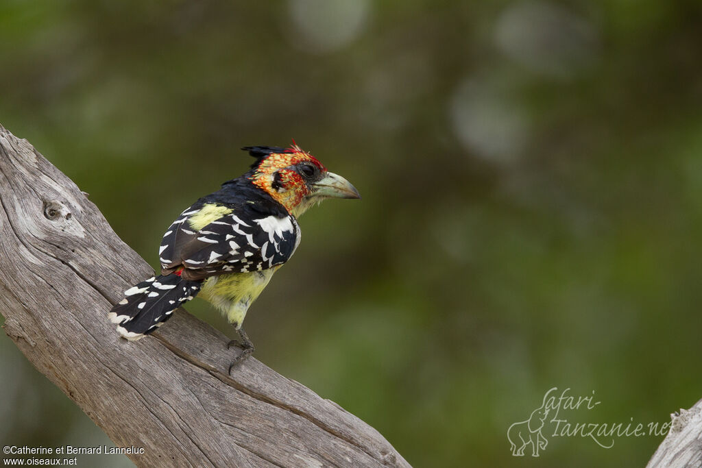 Crested Barbetadult