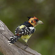 Crested Barbet