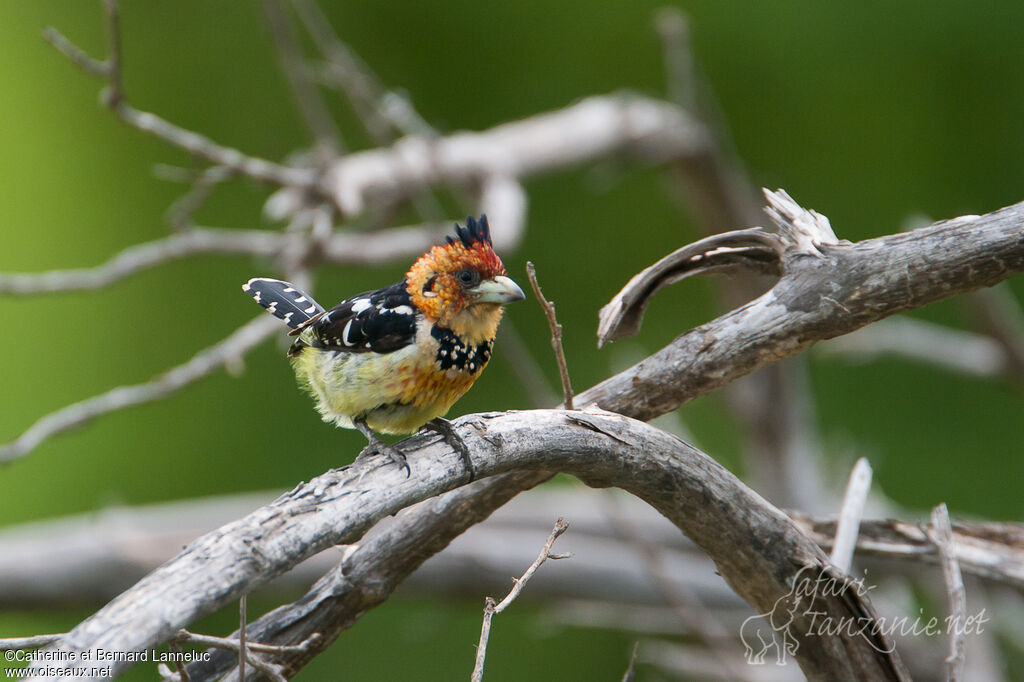 Crested Barbetadult