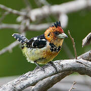 Crested Barbet