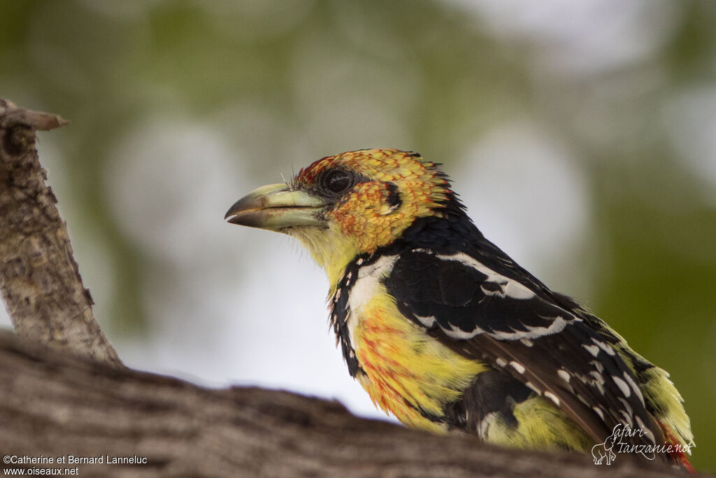 Crested Barbetadult