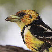 Crested Barbet