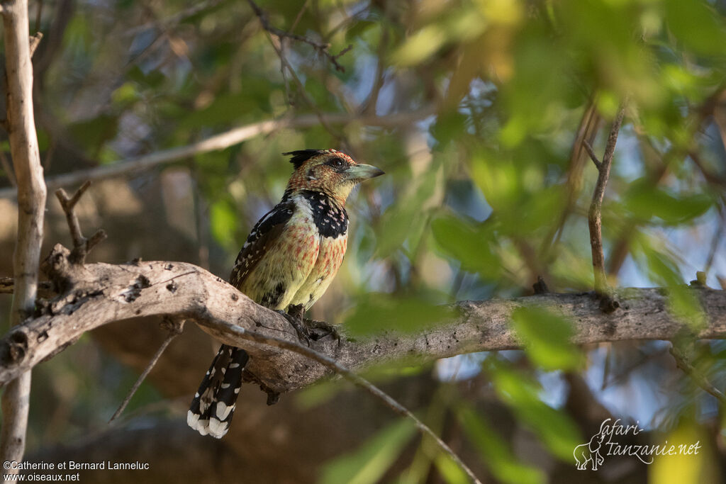 Crested Barbetadult, habitat