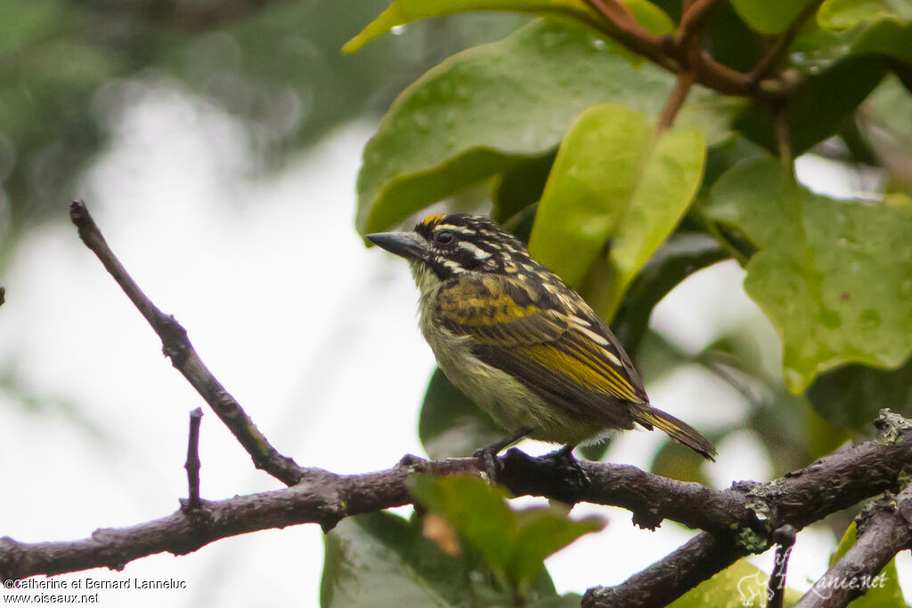 Yellow-fronted Tinkerbirdadult, identification