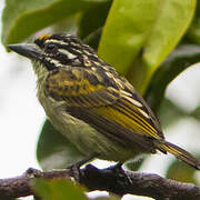 Yellow-fronted Tinkerbird