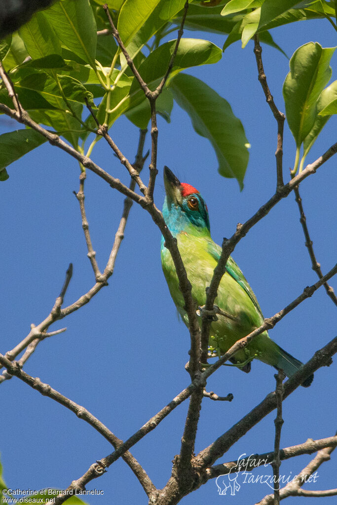 Blue-throated Barbetadult, Behaviour