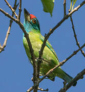 Blue-throated Barbet