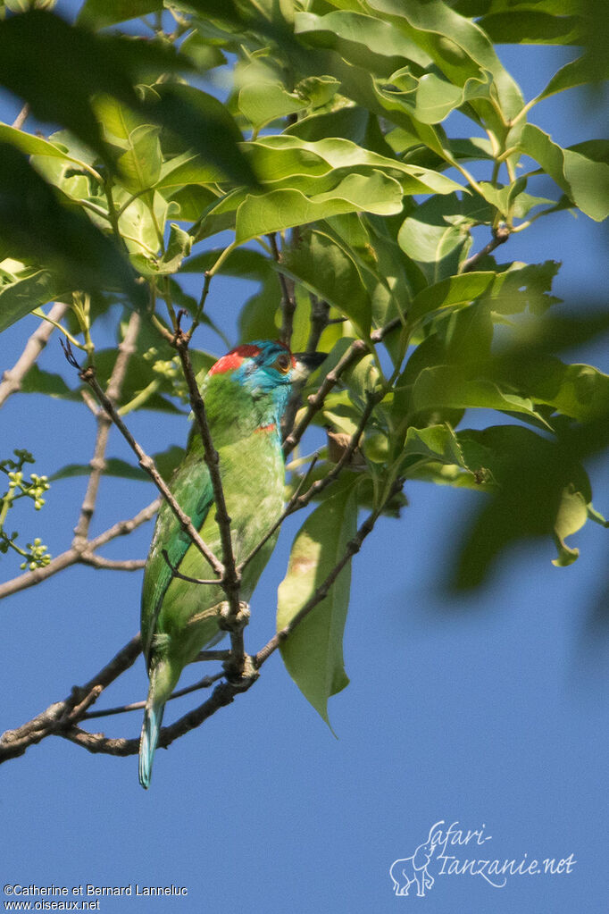 Blue-throated Barbetadult, identification