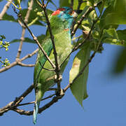 Blue-throated Barbet