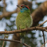 Blue-throated Barbet