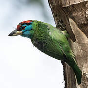 Blue-throated Barbet