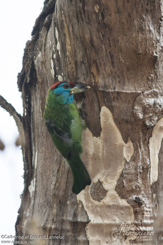 Blue-throated Barbetadult, Reproduction-nesting