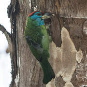 Blue-throated Barbet