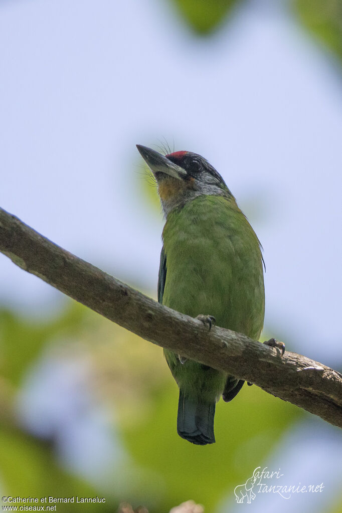 Golden-throated Barbetadult