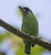 Golden-throated Barbet