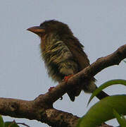 Brown Barbet