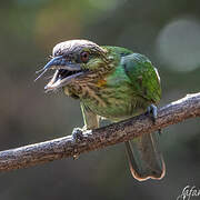 Green-eared Barbet