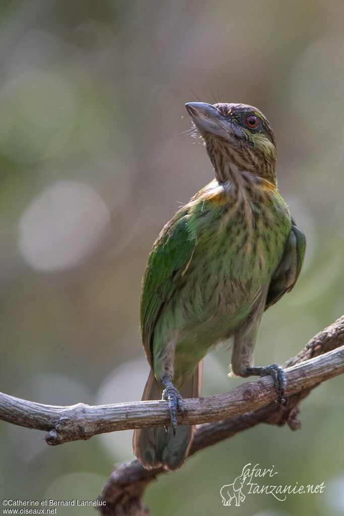 Green-eared Barbetadult, identification