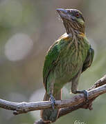 Green-eared Barbet