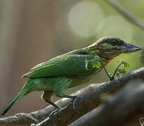 Green-eared Barbet