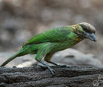 Green-eared Barbet