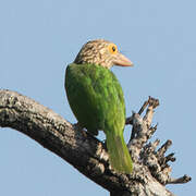 Lineated Barbet