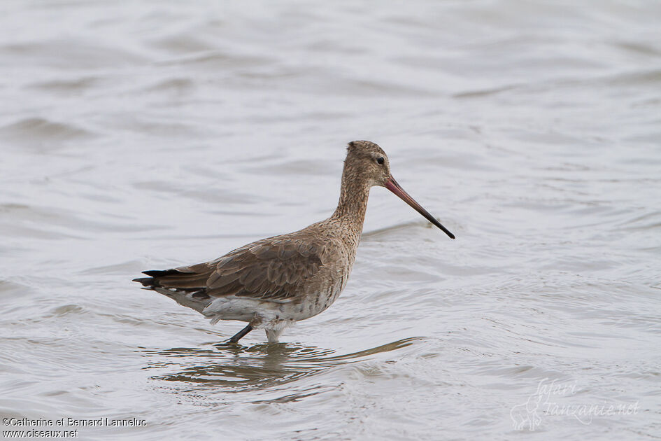 Black-tailed Godwit