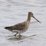 Black-tailed Godwit