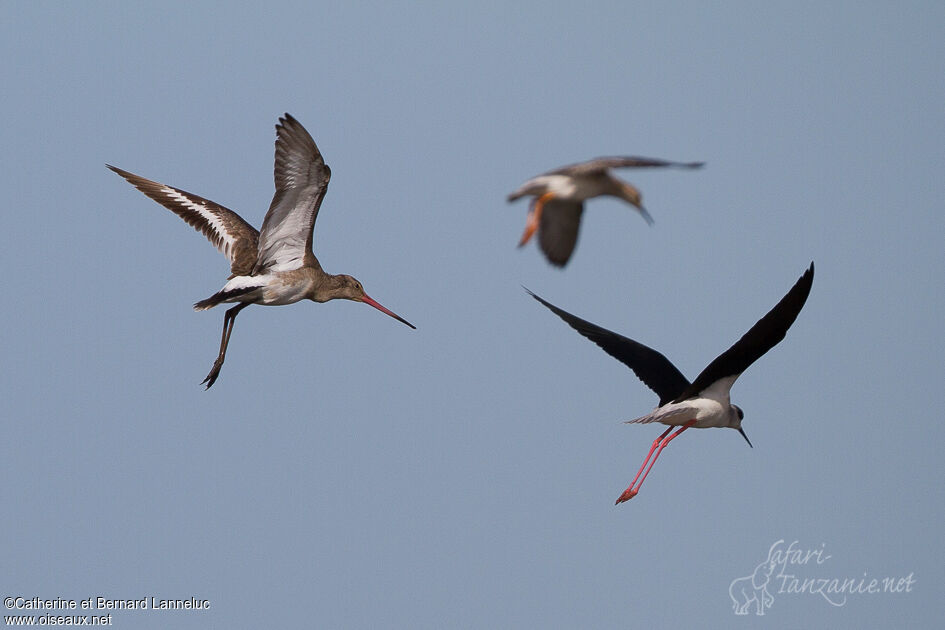 Black-tailed Godwit, Flight