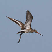 Black-tailed Godwit