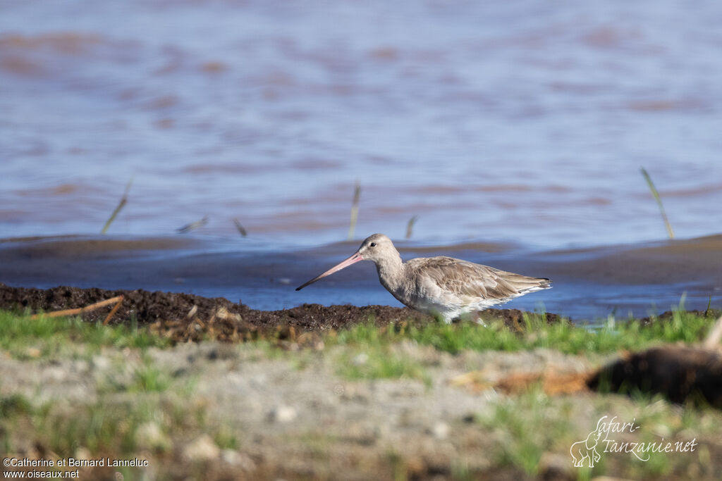 Black-tailed Godwitadult post breeding