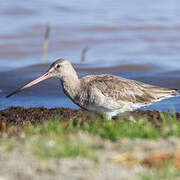 Black-tailed Godwit