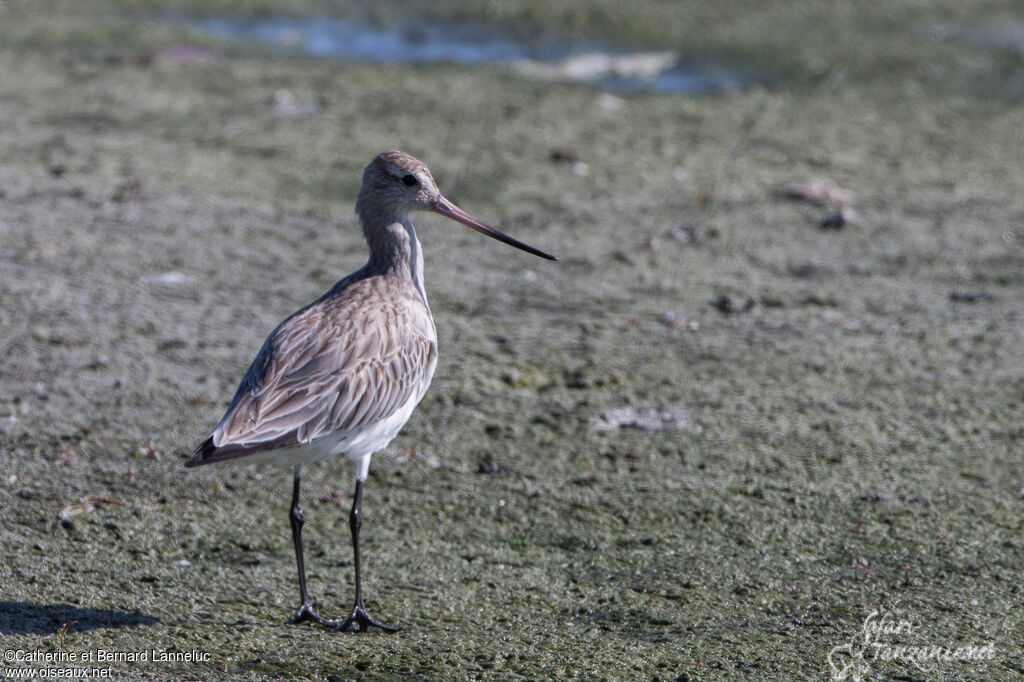 Bar-tailed Godwitadult post breeding, identification