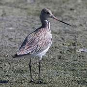 Bar-tailed Godwit