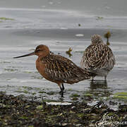 Bar-tailed Godwit