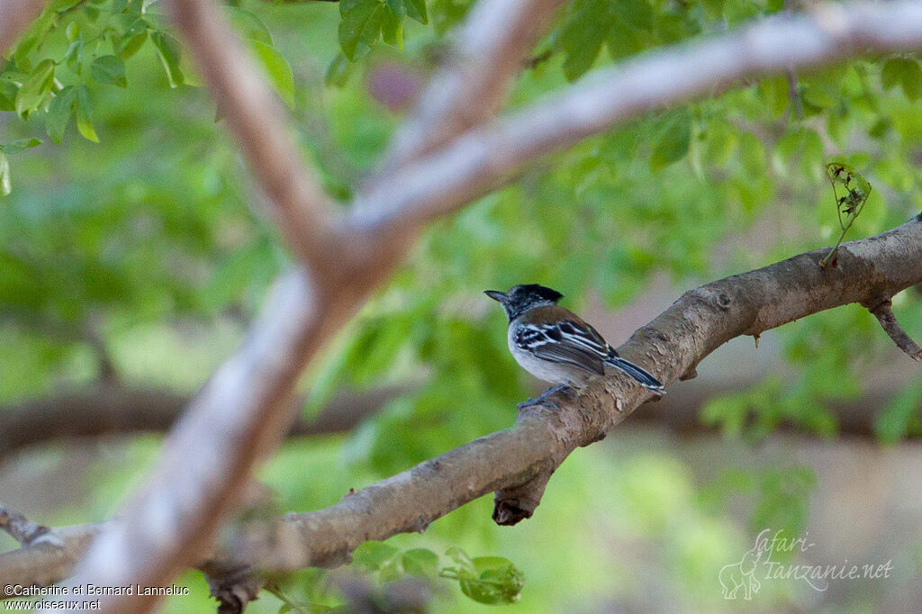 Black-crested Antshrike male adult, habitat