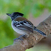 Black-crested Antshrike