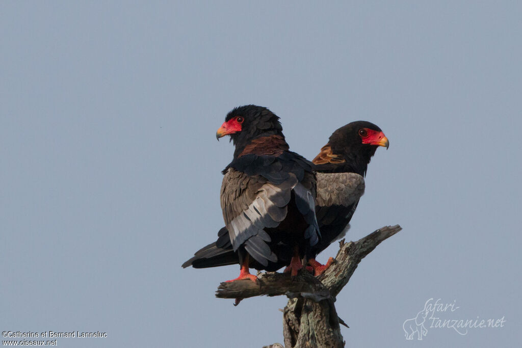 Bateleur des savanesadulte