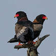 Bateleur des savanes