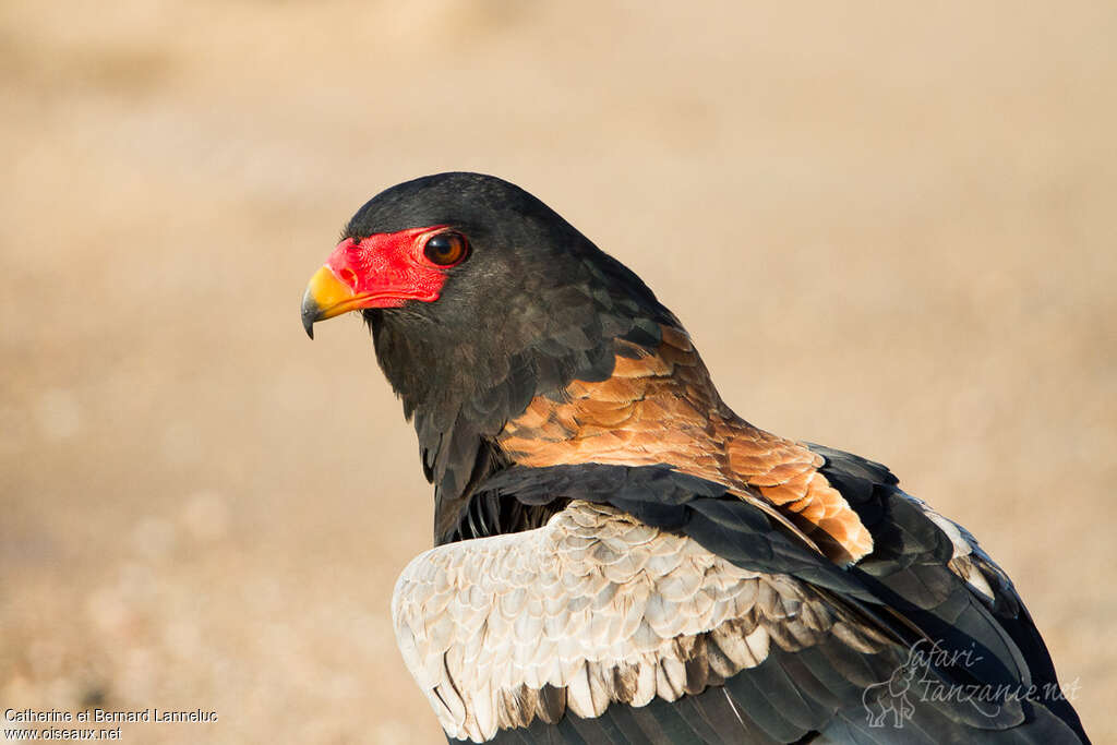 Bateleur des savanes mâle adulte, portrait