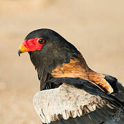 Bateleur des savanes