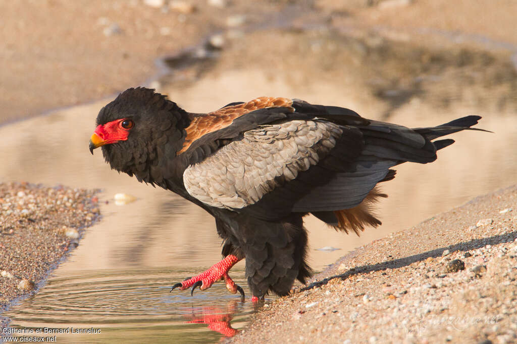 Bateleur des savanes mâle adulte nuptial, identification