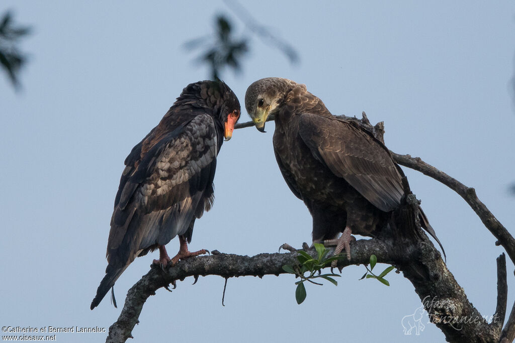 Bateleur