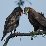 Bateleur des savanes