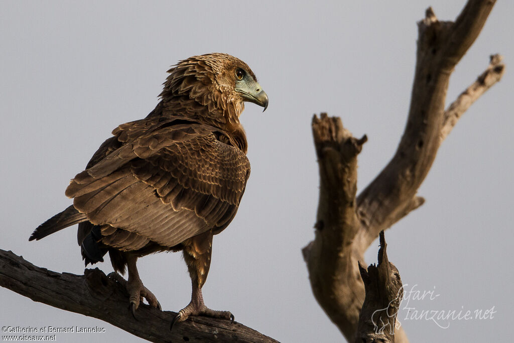 Bateleur des savanesimmature, identification