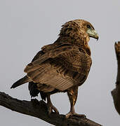 Bateleur des savanes