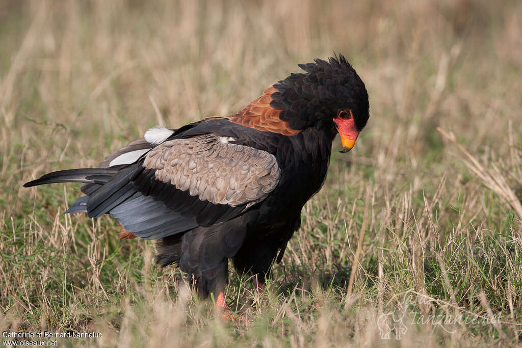 Bateleur des savanes mâle adulte, identification