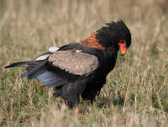 Bateleur des savanes