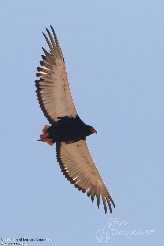 Bateleur des savanesadulte, Vol