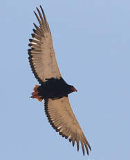 Bateleur des savanes